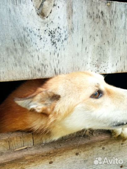 Собаки лайки