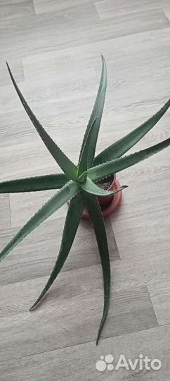 Алоэ лечебный