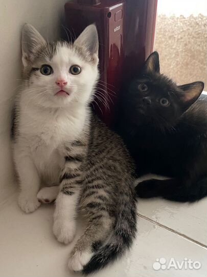 Котята в добрые руки мальчики