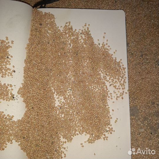 Просо желтое