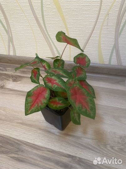 Каладиум, Сингониум