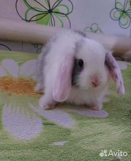 Декоративные кролики