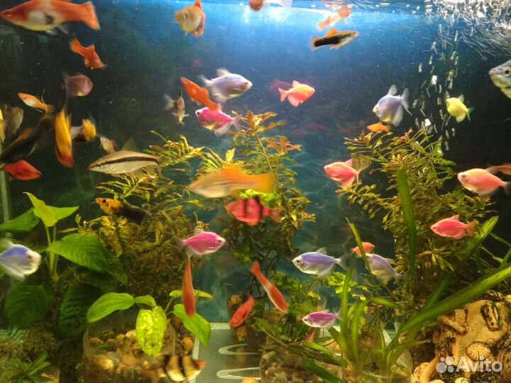 Рыбки Барбусы Наннакары Тернеции Скалярии