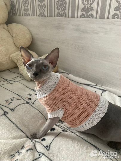 Одежда для кошек и собак