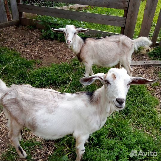 Продажа козлят
