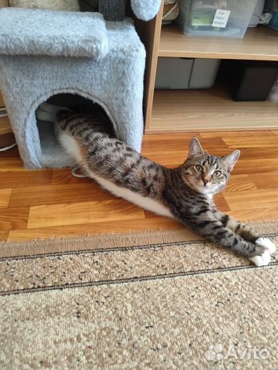 Котик в добрые руки