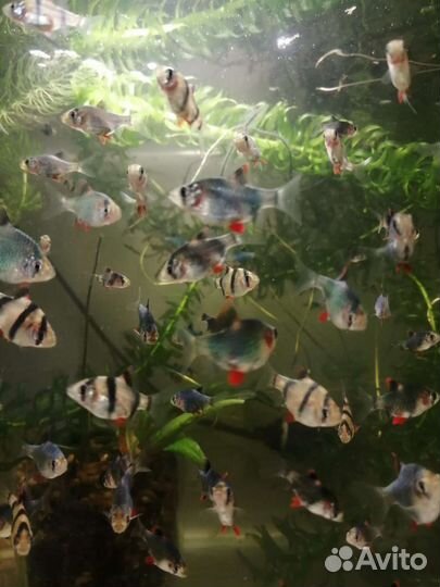 Аквариумные рыбки и растения