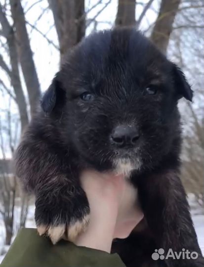 Щенки алабая