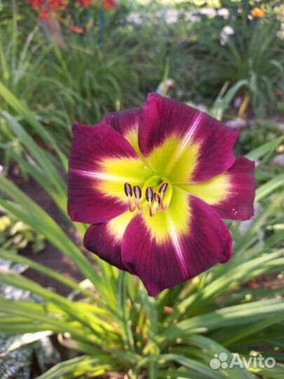 Чёрный лилейник и другие