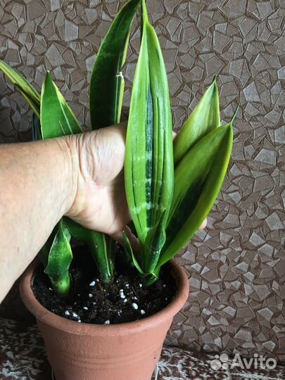 Сансевиерия коллекционная Голд флэйм