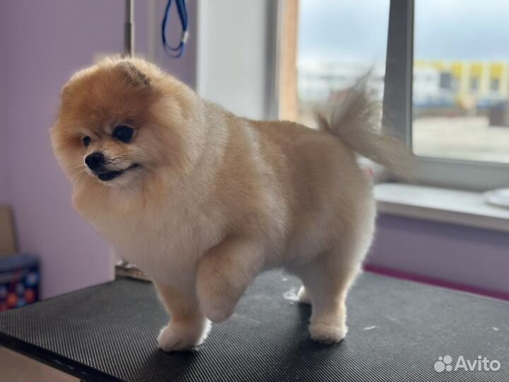 Груминг собак и кошек