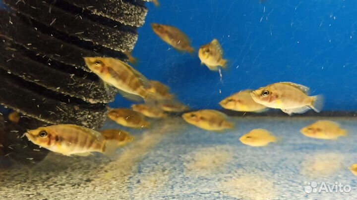 Африканские цихлиды