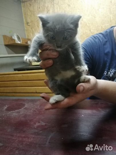 Котята отдам бесплатно