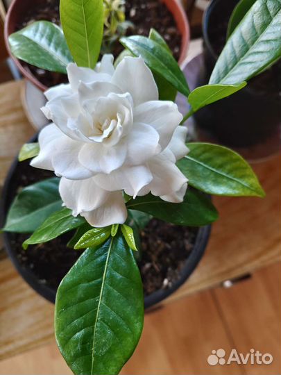 Комнатные растения цветы