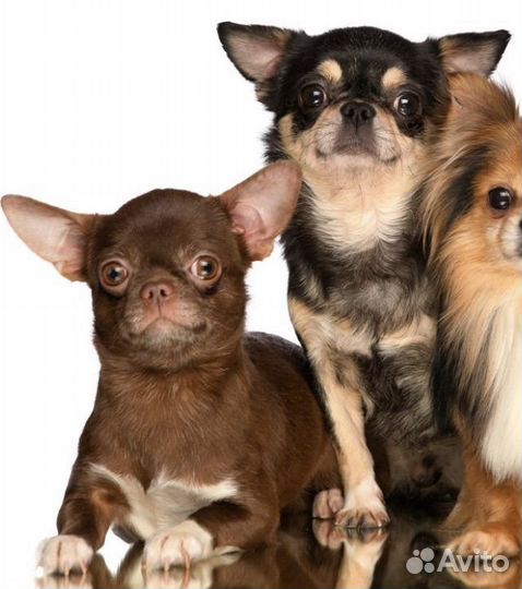 Вязка Кобели к/ш. РКФ. PLL 0/0