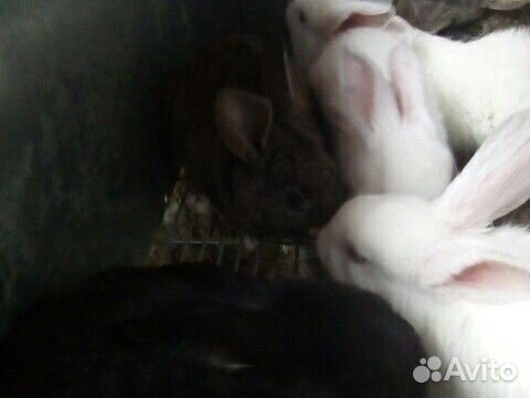 Кролик крольчата