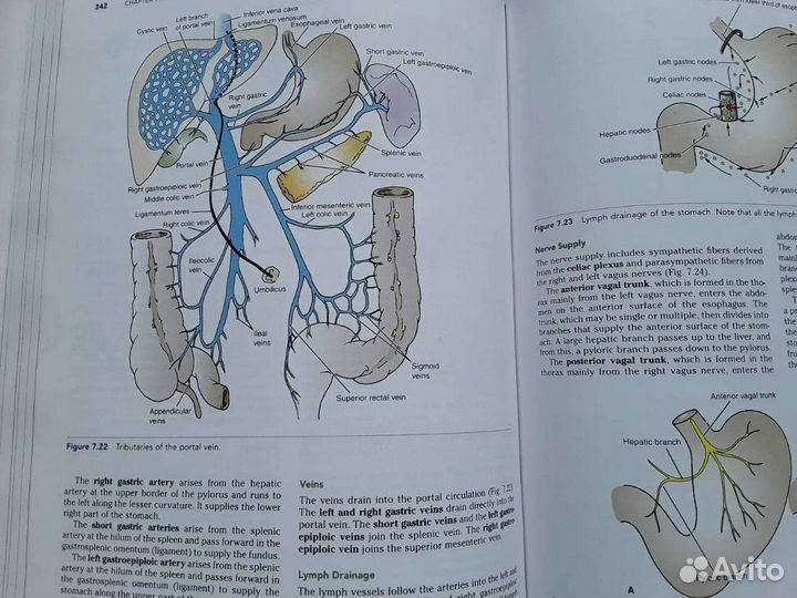 Snell's Clinical Anatomy Клиническая анатомия