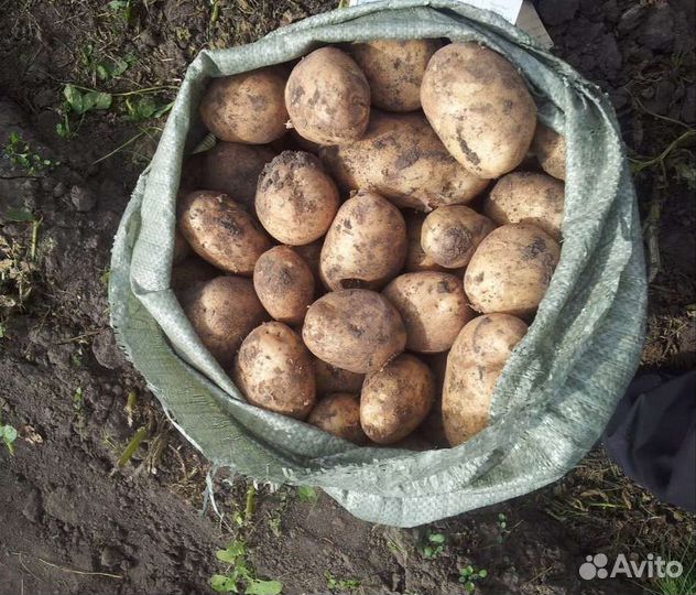 Продам картофель