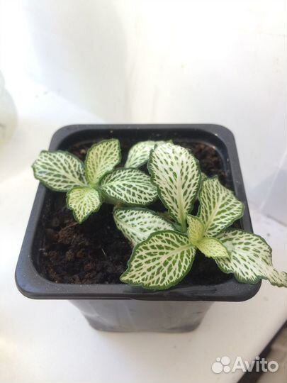 Цветы комнатные