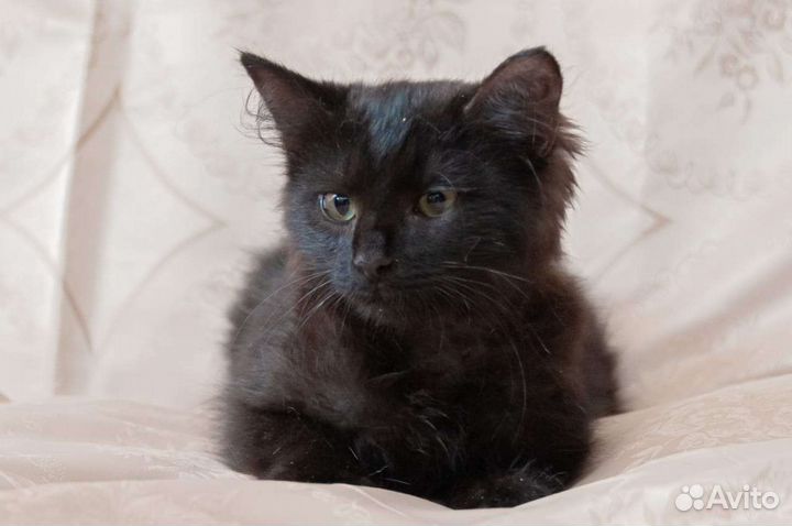 Котик в дар, котёнок