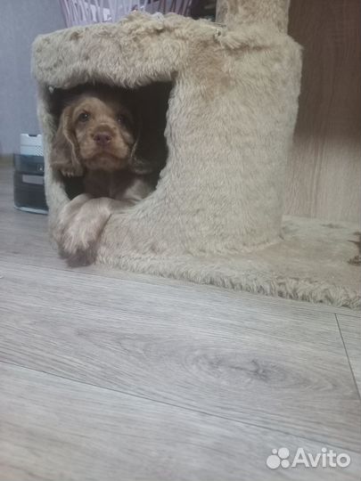 Продам щенка кокер спаниеля