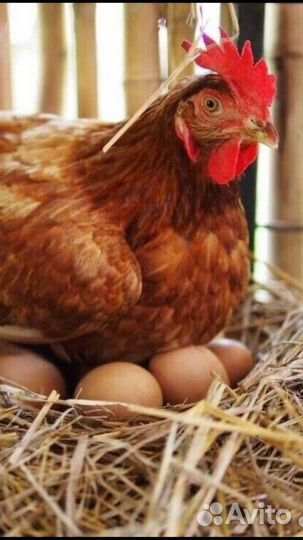 Куры несушки продам