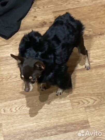 Собачья шуба