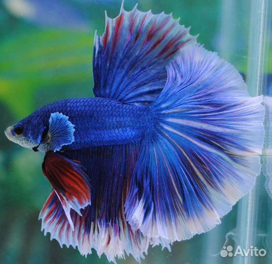 Аквариумные рыбы