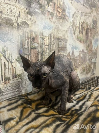 Канадский сфинкс