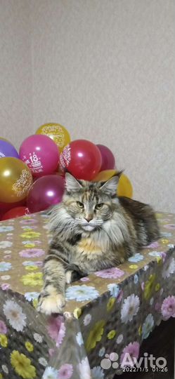 Котята мейн-кун продажа