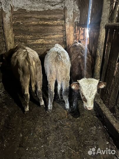 Бычки и телки