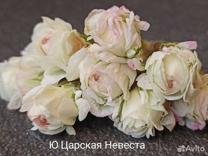 Пеларгония герань сортовая