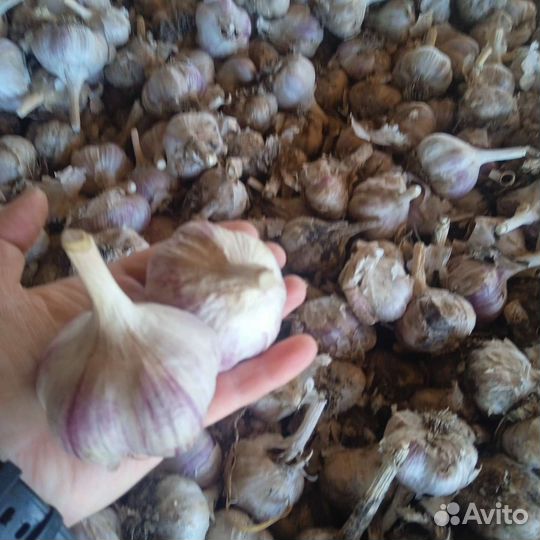 Продам чеснок оптом. Сорт 