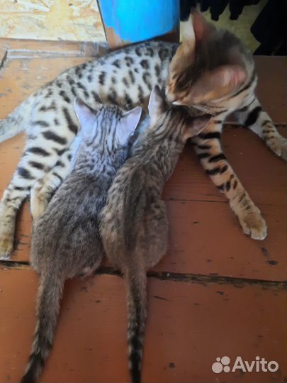 Милые очаровашки