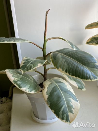 Фикус эластика тинеке