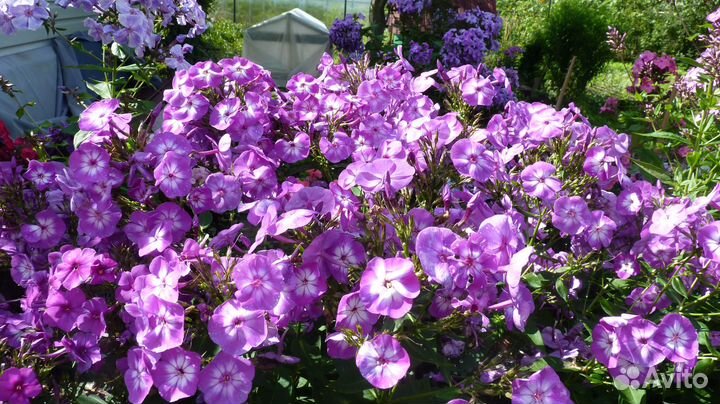 Флокс метельчатый