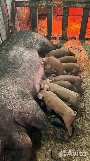 Поросята дюрок