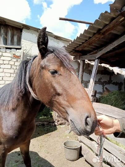 Кобылы, бараны