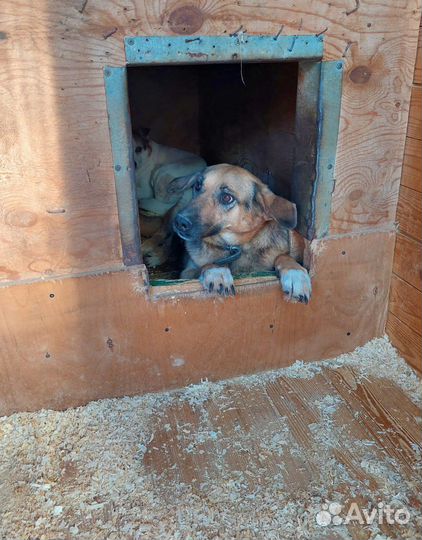 Собака всю жизнь ждет своего человека в приюте