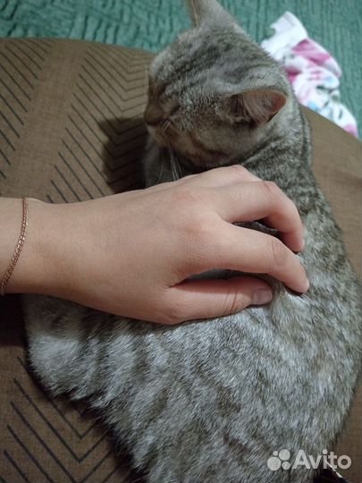 Котенок