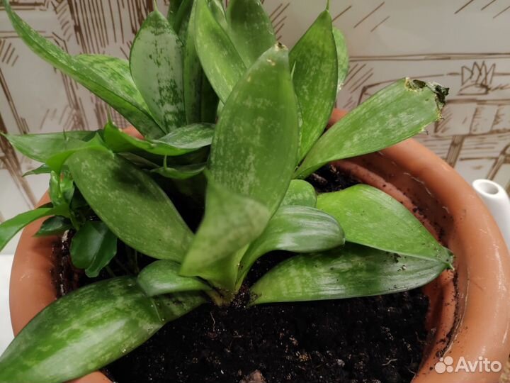 Сансевиерия бесплатно