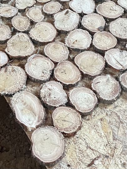 Можевельник