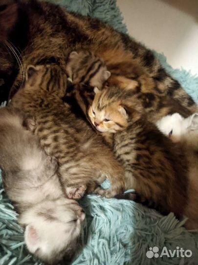 Шотландские вислоухие котята