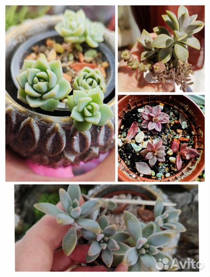 Суккуленты (обновление от 9.06)