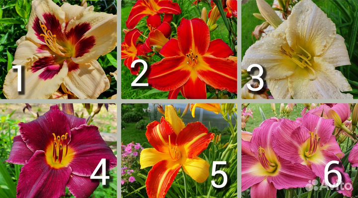 Лилия, Ирис, Лилейник, Дороникум