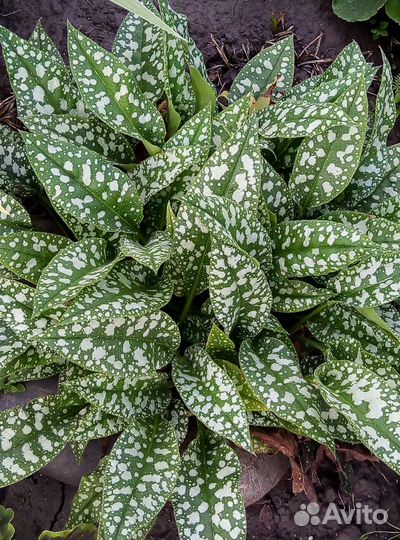 Многолетние растения