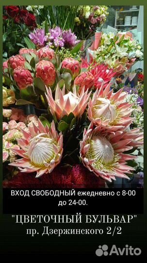 Цветы Экзотика Протея