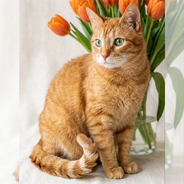 Взрослый кот в добрые руки