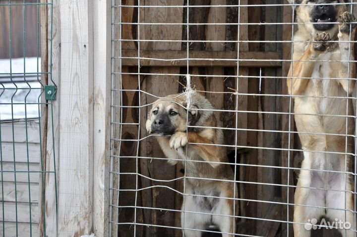Собаки девчонки даром