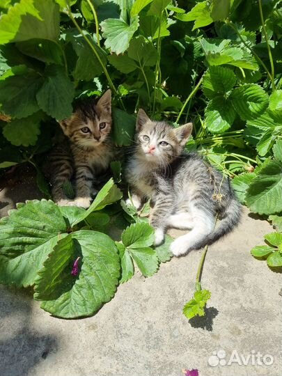Отдам котят